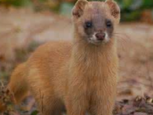 ����_�����Ĺ�Ч|�÷�����