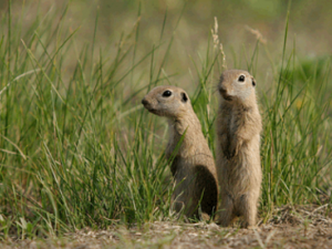 ������_������Ĺ�Ч|�÷�����