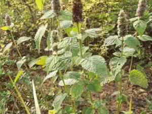 ����޸_����޸�Ĺ�Ч|�÷�����