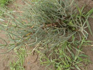 ���ʮ��������� ���ʮ�����Ĺ�Ч