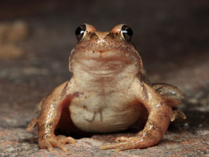 ��ʿ������ ��ʿ�Ĺ�Ч