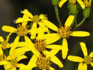 ����_���ҵĹ�Ч|��������