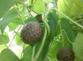 ��ҩ��_��ҩ�ӵĹ�Ч|�÷�����