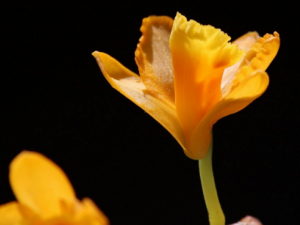 �Ʋݻ�_�Ʋݻ��Ĺ�Ч����|�÷�����