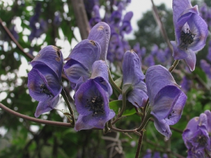 �Ʋ���_�Ʋ��ڵĹ�Ч����|�÷�����