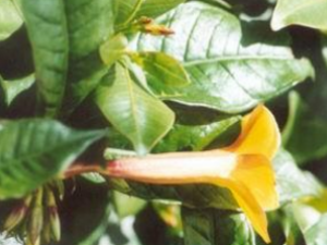 �ƾ���_�ƾ����Ĺ�Ч����|�÷�����