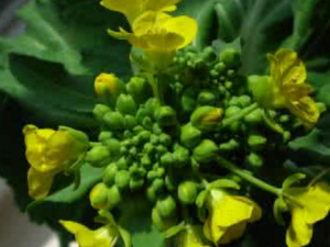 ���ѻ���_���ѻ����Ĺ�Ч�÷�����