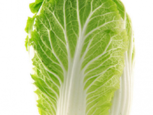 ��ѿ�ײ�_��ѿ�ײ˵Ĺ�Ч����|�÷�����