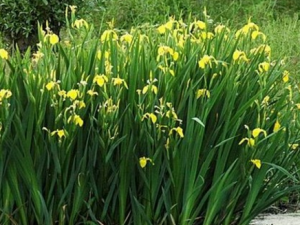 �ƻ��β_�ƻ��β�Ĺ�Ч|�÷�����