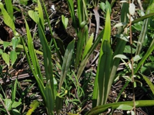 ��ʯΤ�Ĺ�Ч������ ��ʯΤ��������