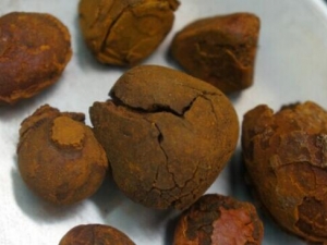 ţ����μ��� �˹�ţ������Ȼţ����ʲô���