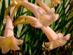 ��Ͳ��_��Ͳ���Ĺ�Ч|�÷�����