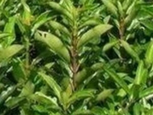 ���ҩ�Ĺ�Ч������ ���ҩ�ĸ���