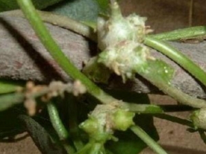 С��ҩ�Ĺ�Ч������ С��ҩ�ĸ�������