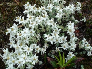 ��ѩ�ݵĹ�Ч������ ��ѩ�ݵ��÷�����