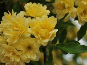 ��������_��������Ĺ�Ч|�÷�����