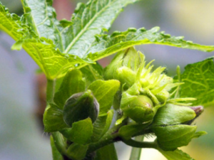 �������_��������Ĺ�Ч|�÷�����