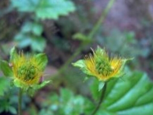 ��β���Ĺ�Ч������ ��β���ĸ�������