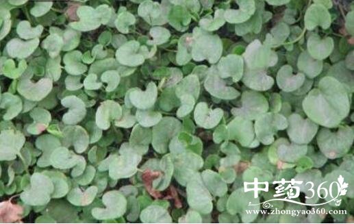 半边钱的功效与作用 半边钱的用法用量和使用禁忌 - 中药360