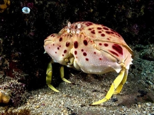 ��ͷз�Ĺ�Ч������ ��ͷз��Ӫ����ֵ