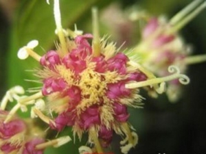 �����յĹ�Ч������ �����յ��÷�����