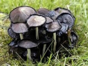 ī֭��ɡ�Ĺ�Ч������ ī֭��ɡ���÷�����