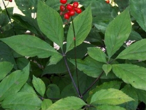 �˲�Ҷ�Ĺ�Ч�����ü�������