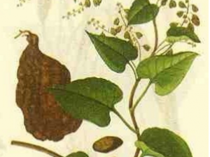 ������Ҷ_������Ҷ�Ĺ�Ч����|�÷�����