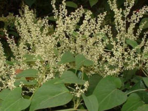 ������_�����ڵĹ�Ч|�÷�����