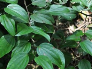 �����_����ٵĹ�Ч����|�÷�����