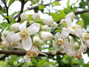 ������_�������Ĺ�Ч����|�÷�����