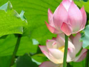 ����_���𵤵Ĺ�Ч����|�÷�����