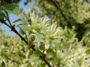 ��ľ�Ĺ�Ч������ ��ľ��ҩ������