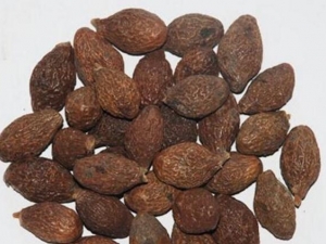 �ִ�������κ��۲��� �ִ󺣵�ʳ�÷���