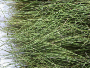 ��ƶ������Ĺ�Ч ��ƶ����������