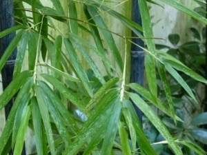 ������Ĺ�Ч������ ��������÷�����