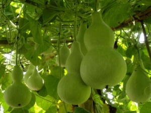 ��«����Ӫ����ֵ ��«����ʳ�÷���