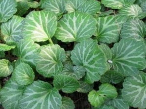 ߰껢ݵĹЧ ߰껢ݵ÷