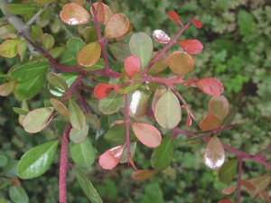 ���õ����ر�ע�����ҩ ��ҩ�������ñ���