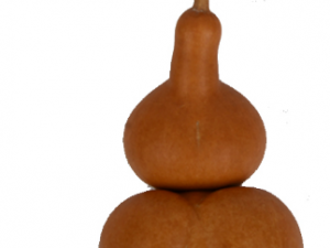 ������������� ���������Ĺ�Ч