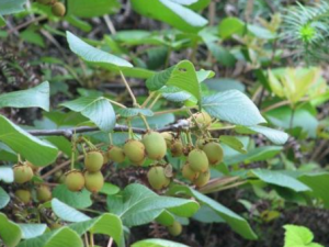 ����ľ�Ҷ�Ĺ�Ч ����ľ�Ҷ�Ĺ�������