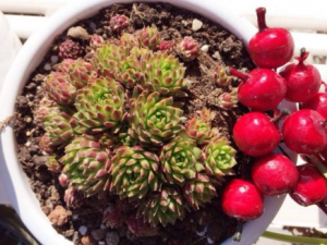 �ӽ�����Ĺ�Ч �ӽ�����Ĺ�������