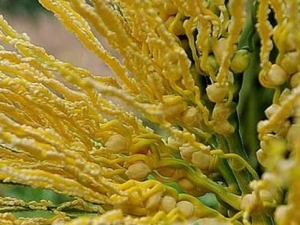 ���ƻ��Ĺ�Ч������ ���ƻ��ĸ�������