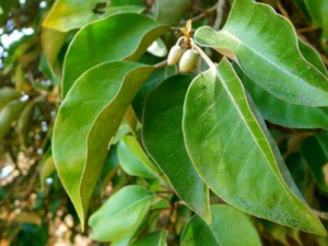 ������Ҷ����������Ҷ�Ĺ�Ч|�÷�