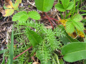 ���۴���ô�� �ļ����ȥ���۴̵�Сƫ��