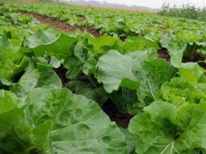 ��Ҷ�˵Ĺ�Ч������