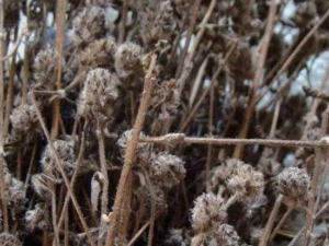 ��ͷ�µĹ�Ч������ ��ͷ�µĸ���