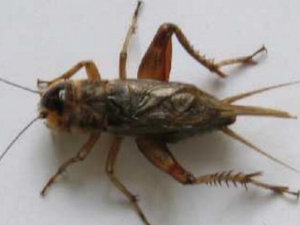 ��ͷ���Ĺ�Ч������ ��ͷ���ĸ�������