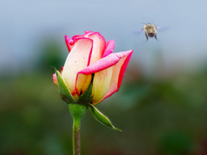 ����ɢ����� ����ɢ�Ĺ�Ч