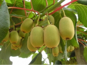 С���ҵĹ�Ч������ С���ҵĸ���